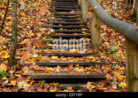 Vecchie scale di legno nella foresta Foto Stock