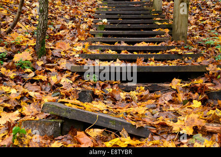 Vecchie scale di legno nella foresta Foto Stock