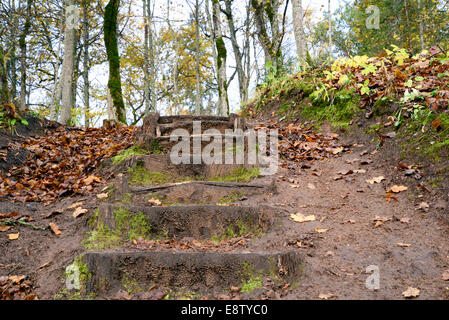 Vecchie scale di legno nella foresta Foto Stock