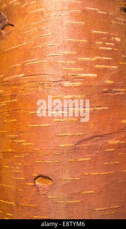 Unione betulla ( betula ) corteccia ( cambio ) Foto Stock