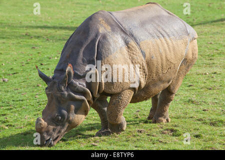 Asiatici, indiani o One-cornuto rinoceronte (Rhinoceros unicornis). Il pascolo. Lo Zoo Whipsnade, ZSL, Bedfordshire. In Inghilterra. Regno Unito Foto Stock