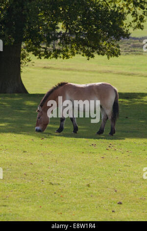 Di Przewalski o cavallo selvatico della Mongolia (Equus przewalskii). Il pascolo entro un ampio contenitore. In pericolo critico. Foto Stock