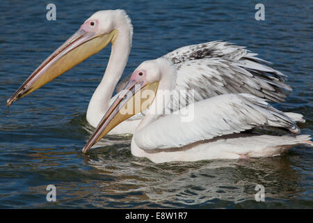 Pellicani bianchi (Pelicanus onocrotalus). Sull'acqua, adulti frontale; bird dietro nel piumaggio immaturi. piscina. Whipsnade Zoo. ZSL. Foto Stock