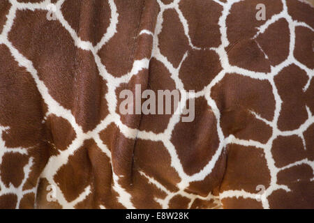 Giraffe reticolate (Giraffa camelopardalis reticulata). A sinistra, pancia laterale. Contrassegni tipici di questa sottospecie. Foto Stock