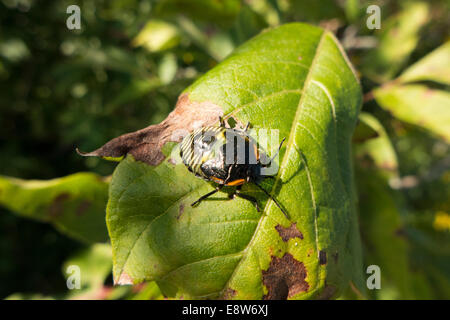 Brown stink bug su foglia. Foto Stock