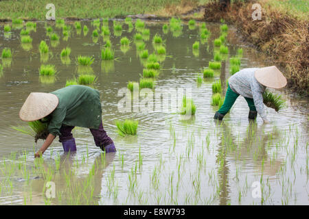 Il Vietnam agricoltore trapianto di piantine di riso sul campo grafico Foto Stock