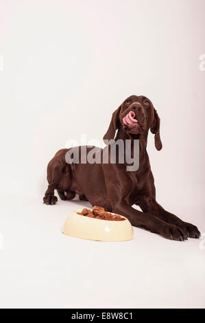 Il tedesco Shorthair Pointer disteso di fronte a una ciotola con alimento umido leccare il suo naso Foto Stock