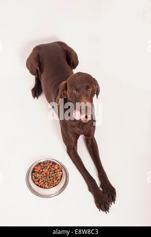 Il tedesco Shorthair Pointer disteso di fronte a una ciotola di cibo secco Foto Stock