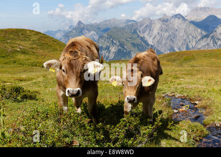 Le mucche al pascolo su un prato alpino, Sonnenkopf montagna, Eisentaler Gruppe montagne, Verwall montagne, Lechquellen montagne a Foto Stock