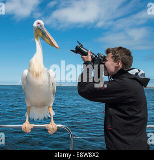 Adolescente di fotografare un grande bianco Pellicano (Pelecanus onocrotalus) su una barca, Walvis Bay, Namibia Foto Stock