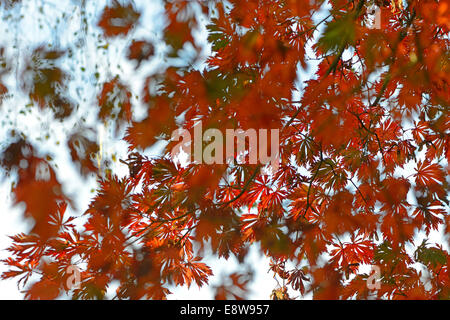 Foglie di autunno della Roverella Acero giapponese (Acer japonicum Aconitifolium "'), Emsland, Bassa Sassonia, Germania Foto Stock