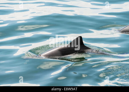 Delfino dusky (Lagenorhynchus obscurus) in Walvis Bay, Namibia Foto Stock