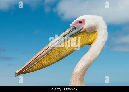 Great White Pelican (Pelecanus onocrotalus), ritratto, Walvis Bay, Namibia Foto Stock