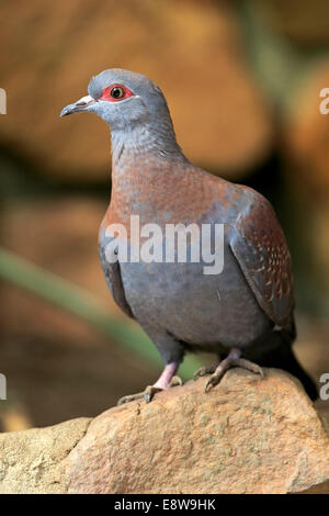 Chiazzato piccione (Columba Guinea), Adulto su roccia, Simonstown, Western Cape, Sud Africa Foto Stock