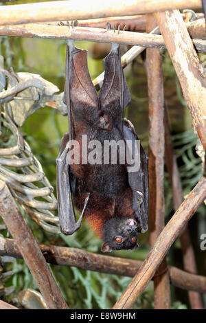 Largo Flying Fox (Pteropus vampyrus), maschio adulto, riposo, nativo di sud-est asiatico, captive Foto Stock