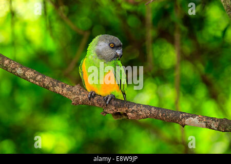 Senegal Parrot (Poicephalus senegalus), Adulto, albero, captive Foto Stock
