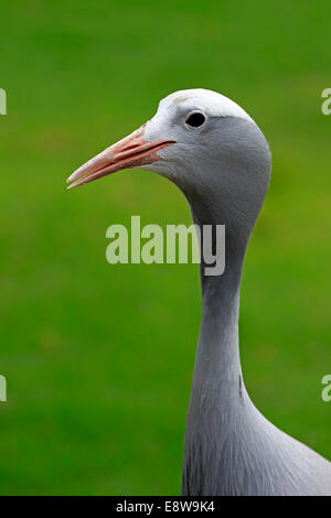 Blue Crane (Anthropoides paradisaea), Adulto, uccello nazionale del Sud Africa, Western Cape, Sud Africa Foto Stock