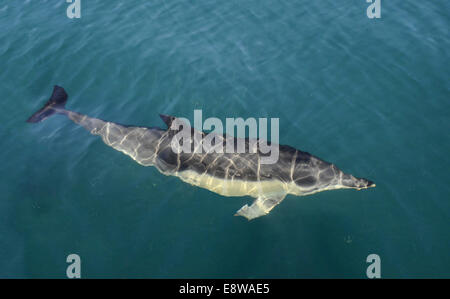 A breve becco delfino comune - Delphinus delphis Foto Stock