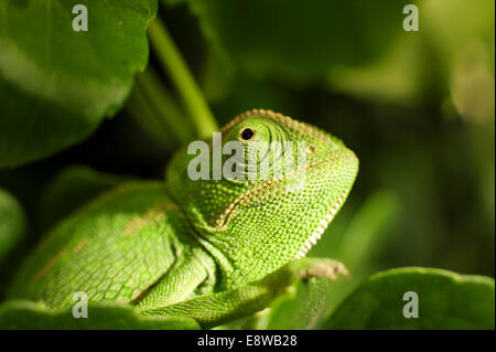 Camaleonte comune (Chamaeleo chamaeleon), il camaleonte comune e la sua sottospecie sono trovati in tutto il territorio del Nord Africa e t Foto Stock