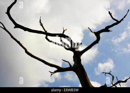 Un albero morto sulla banca del fiume di Beaulieu a scudi grandi Hard, Hampshire. Foto Stock