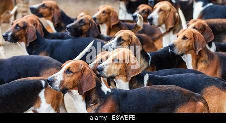 Cani da Caccia che guardano nella stessa direzione per il cibo Foto Stock