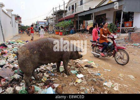 Maiale scava nei rifiuti nella zona industriale di Pochentong in Phnom Penh Cambogia Foto Stock