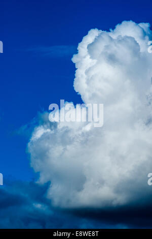 White nuvole temporalesche contro lo sfondo di un profondo cielo blu. La tempesta si avvicina Foto Stock