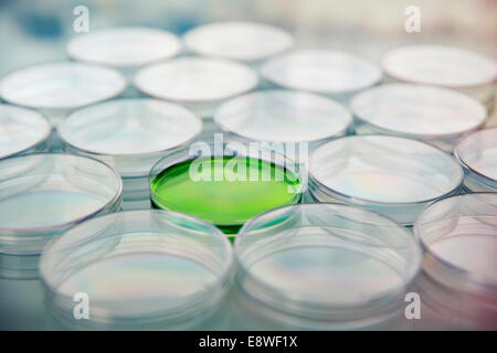 Green culture in capsula di petri tra piatti vuoti in laboratorio Foto Stock