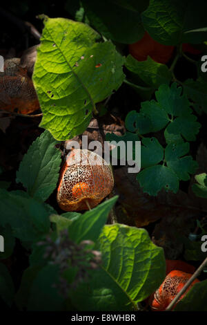 Physalis alkekengi. Cinese di essiccazione lanterna Fiore involucro di seme sulla pianta in presenza di luce solare Foto Stock