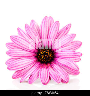 Pink daisy in primo piano isolato su sfondo bianco Foto Stock