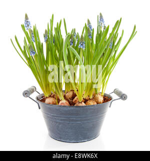 Muscari botryoides fiori noto anche come uva blu giacinto isolati su sfondo bianco Foto Stock