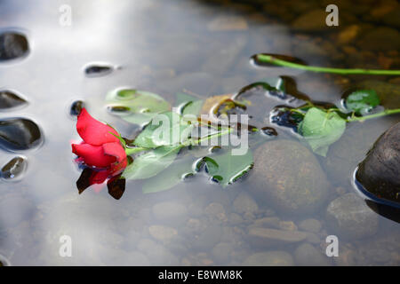 Una rosa galleggianti in un fiume Foto Stock