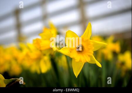 Giunchiglie sono visti in fiore in un campo vicino a Ashby, Inghilterra Foto Stock