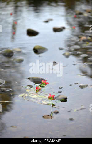 Rose galleggianti in un fiume Foto Stock