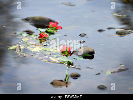 Rose galleggianti in un fiume Foto Stock