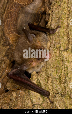 Bechstein Bat - Myotis bechsteinii Foto Stock