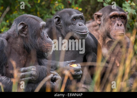3 scimpanzé in una riga Foto Stock