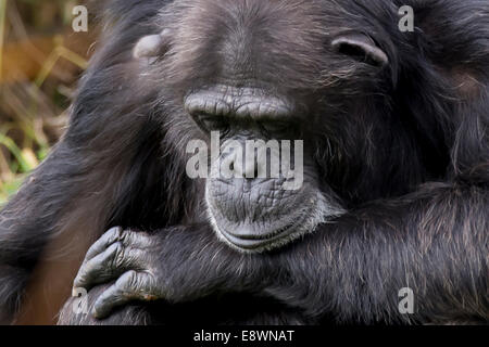 Uno scimpanzé si appoggia il mento sul braccio, appaiono profondi nel pensiero Foto Stock