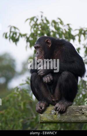 Uno scimpanzé, arroccato su di un asse di legno, guarda nel profondo del pensiero Foto Stock