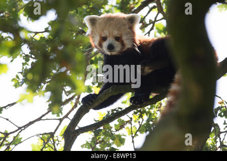 Panda rosso Foto Stock