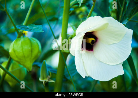 Close up di un Tomatillo o sansa messicana pomodoro e correlato bianco fiore di grandi dimensioni. Foto Stock