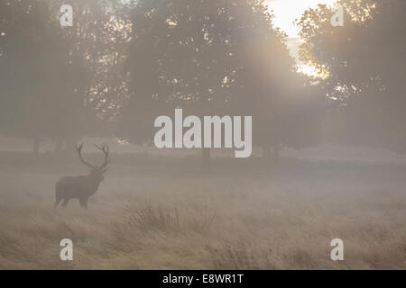 Red Stag stagliano dalla nebbia di mattina Foto Stock