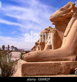 Viale di montoni del tempio di Karnak . Foto Stock