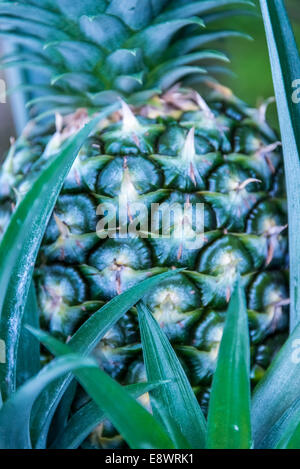 Ananas sulla pianta closeup frutta verde texture di sfondo hawaii tropicale Foto Stock