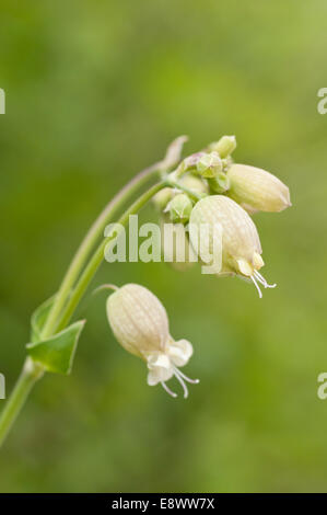 Rametto di vescica Campion fiori prese a Amberley, West Sussex Foto Stock