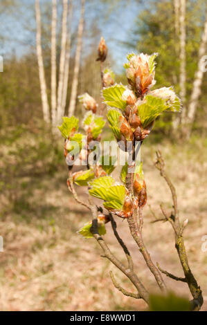 Argento Betulla foglie in uscita all'inizio della primavera prese al Box Hill, Surrey Foto Stock