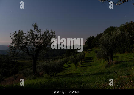 Uliveto in Umbria, Italia di notte Foto Stock