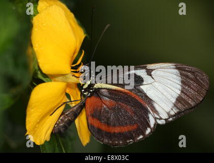 Cydno Longwing butterfly (Heliconius Cydno) a.k.a. Grinning Heliconian o blu e bianco Longwing, nativo dal Messico in Ecuador Foto Stock