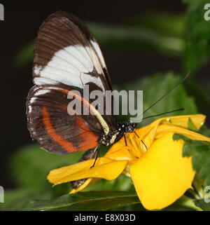 Cydno Longwing butterfly (Heliconius Cydno) a.k.a. Grinning Heliconian o blu e bianco Longwing, alimentazione su un fiore giallo Foto Stock