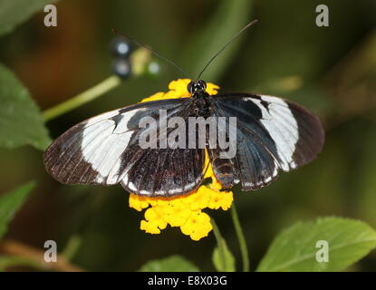 Cydno Longwing butterfly (Heliconius Cydno) a.k.a. Grinning Heliconian o blu e bianco Longwing, nativo dal Messico in Ecuador Foto Stock